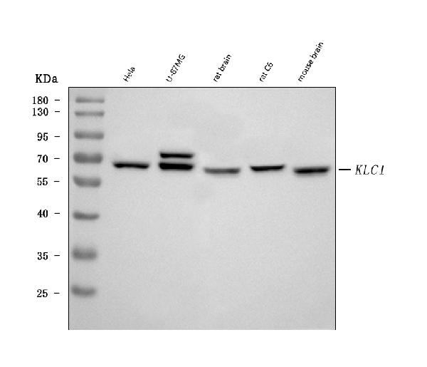 WB - Anti-KLC1 Antibody Picoband™ (monoclonal, 4F2D7) ABO16604